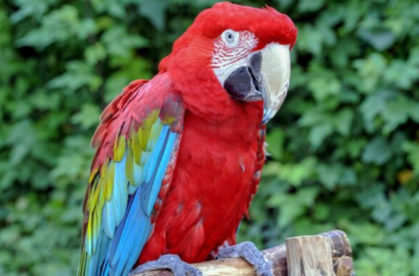 Where To Buy Green Winged Macaw Online