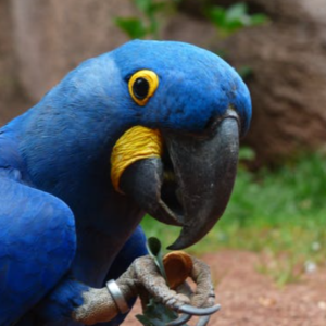 Blue hyacinth macaw for sale uk