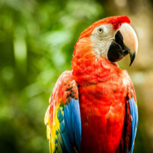 female scarlet macaw price London