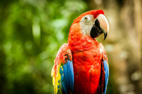 female scarlet macaw price London