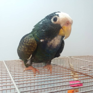 White Capped Pionus for Sale UK Price