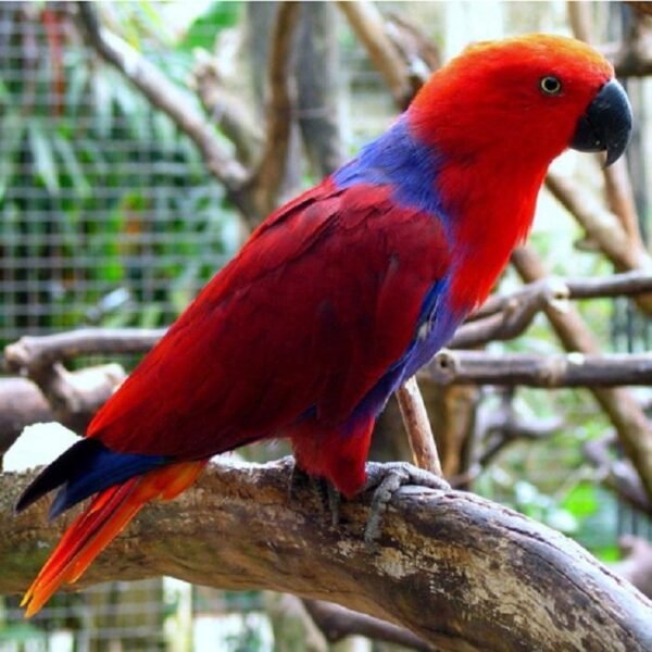 female Eclectus parrot price