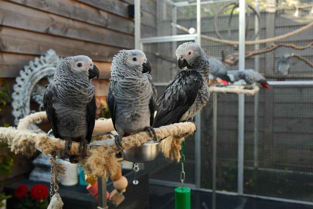 Cheap African Grey Parrot for Sale UK