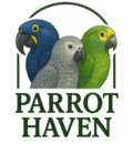 Buy Exotic Parrots Online UK !